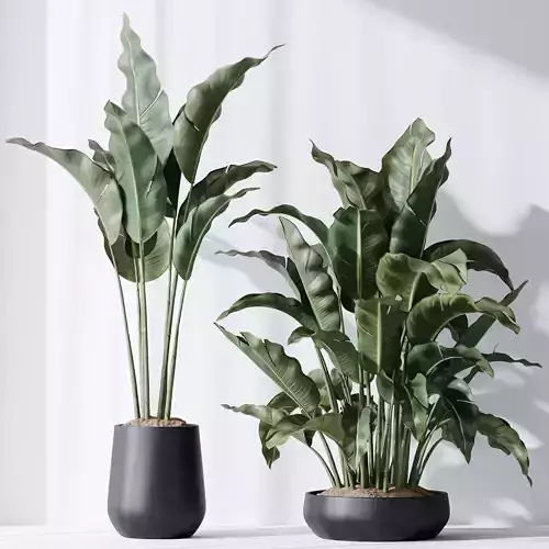 HQ Plants Bird Of ParadiseBird Vase Set03 3D model