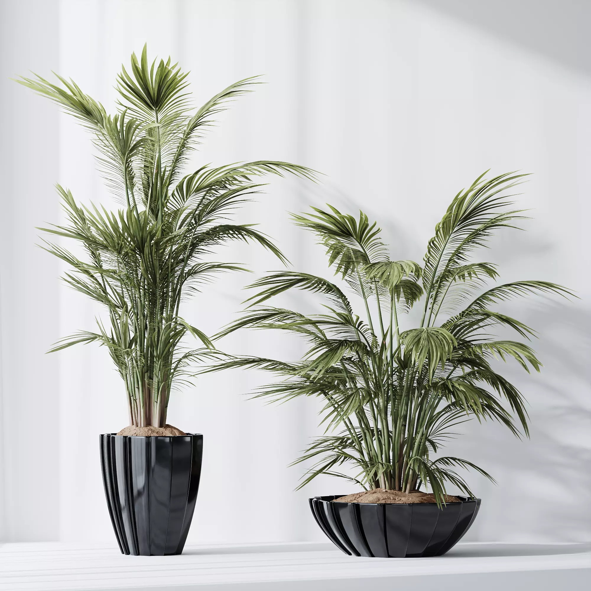 HQ Plants Areca Majesty Cat Reed Palm Set04 3D model