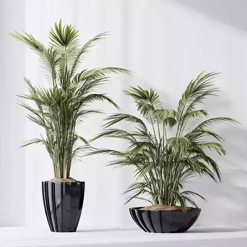 HQ Plants Areca Majesty Cat Reed Palm Set04 3D model