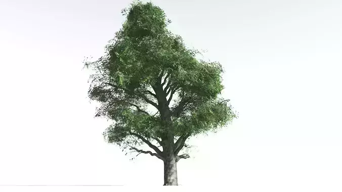 EVERYPlant Ribbonwood 2 --18 Models-- 3D model