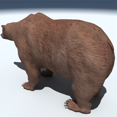 Grizzly Bear 3D model_3