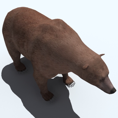 Grizzly Bear 3D model_6