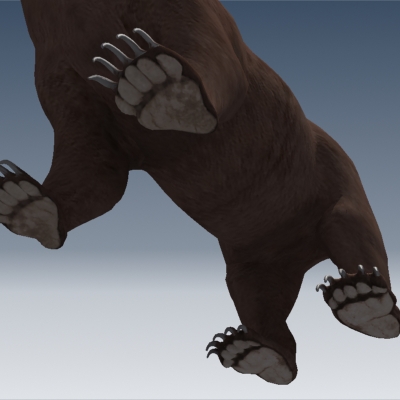 Grizzly Bear 3D model_8