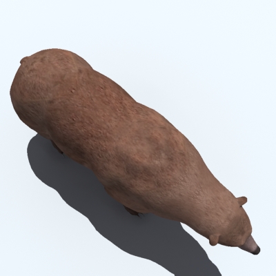 Grizzly Bear 3D model_4
