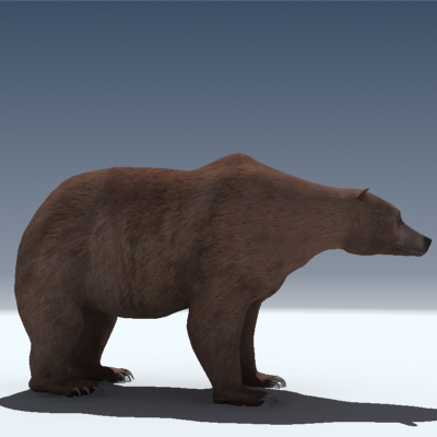 Grizzly Bear 3D model_2