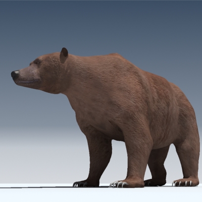 Grizzly Bear 3D model_1