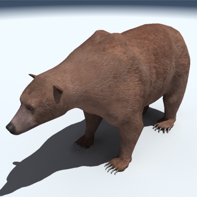 Grizzly Bear 3D model_7