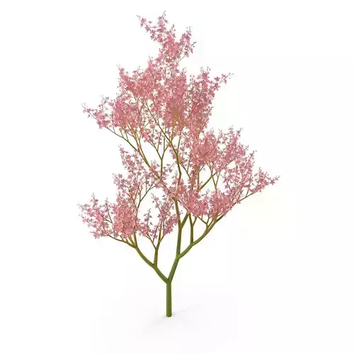 Filipendula rubra 