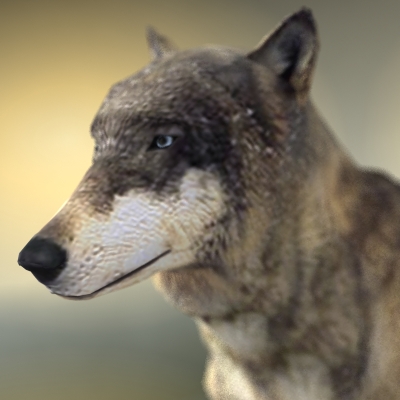 Textured Low Poly Wolf 3D model_7