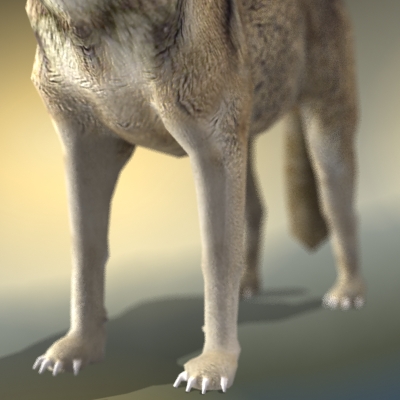 Textured Low Poly Wolf 3D model_12