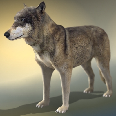Textured Low Poly Wolf 3D model_8