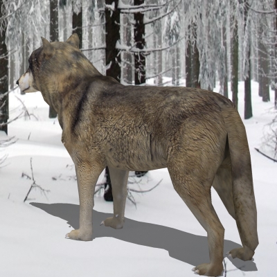 Textured Low Poly Wolf 3D model_3