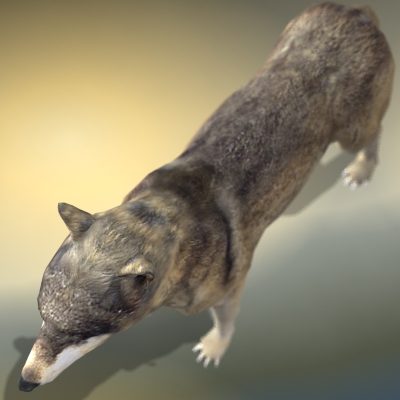 Textured Low Poly Wolf 3D model_11