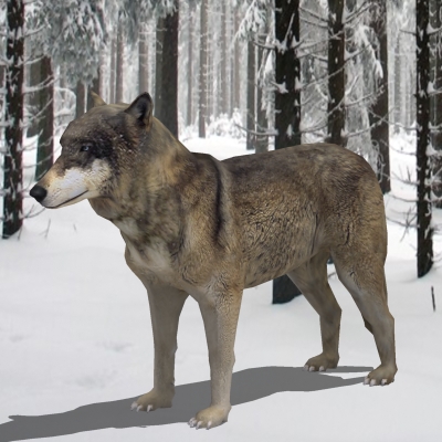 Textured Low Poly Wolf 3D model_2