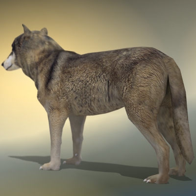 Textured Low Poly Wolf 3D model_10