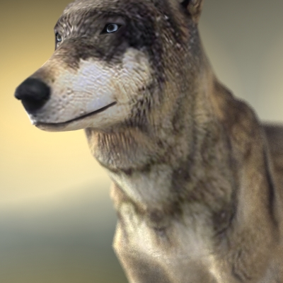 Textured Low Poly Wolf 3D model_9