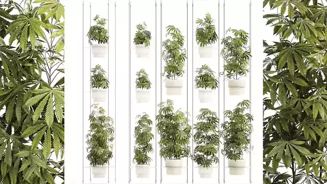 Garden shelf Of Bushes Hemp Marijuana Cannabis 3D model