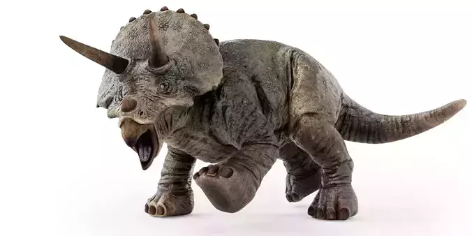 Triceratops