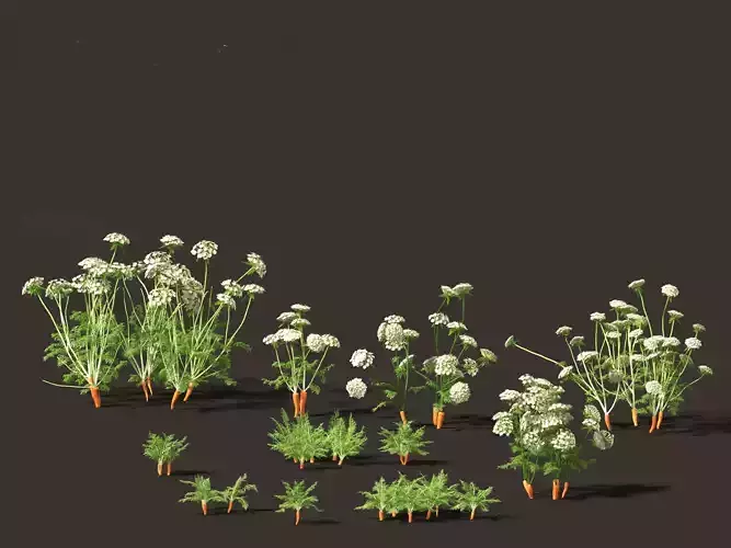 Carrot - Daucus carota