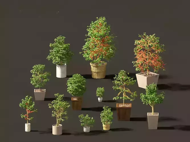 Coffea arabica - Arabian coffee