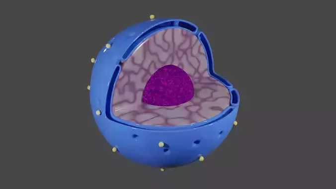 The Cell Nucleus 3D model