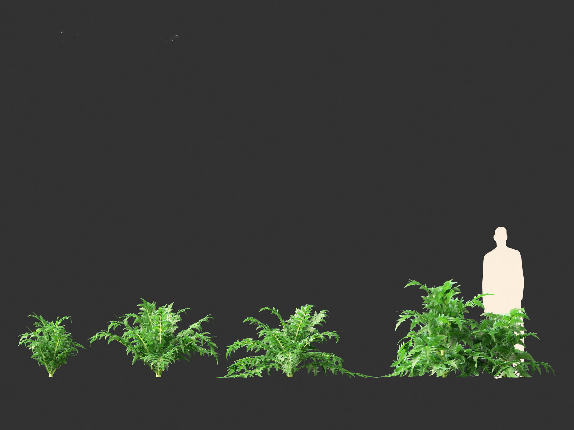 Cynara scolymus - globe artichoke 3D model_9