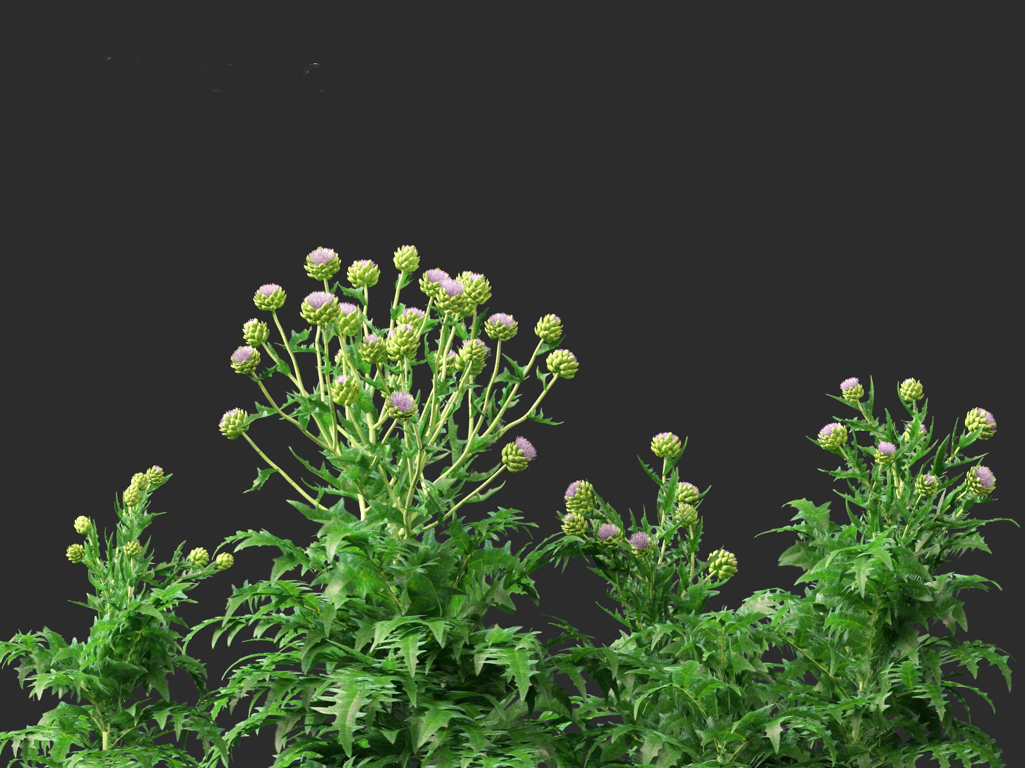 Cynara scolymus - globe artichoke 3D model_2