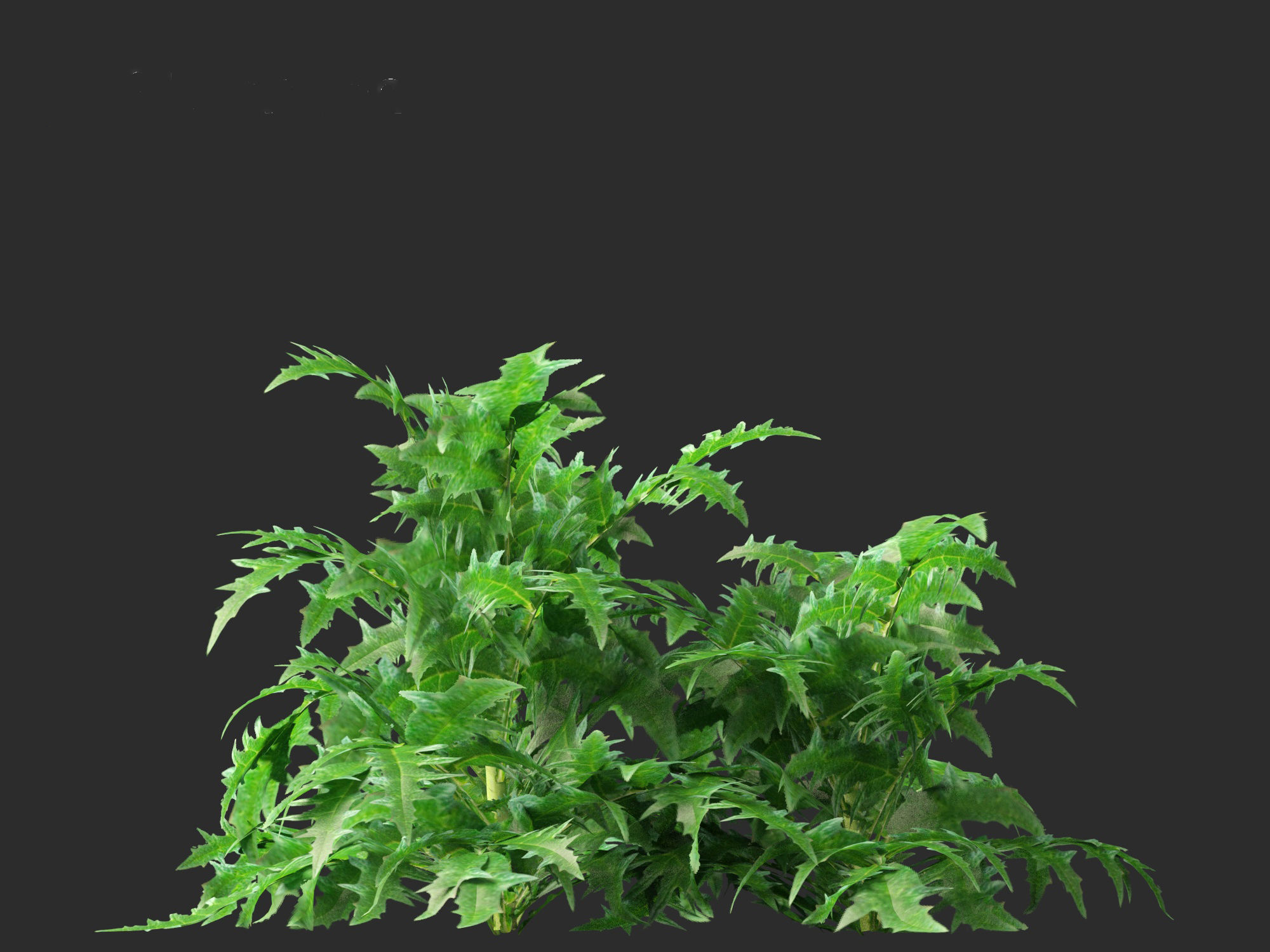 Cynara scolymus - globe artichoke 3D model_6