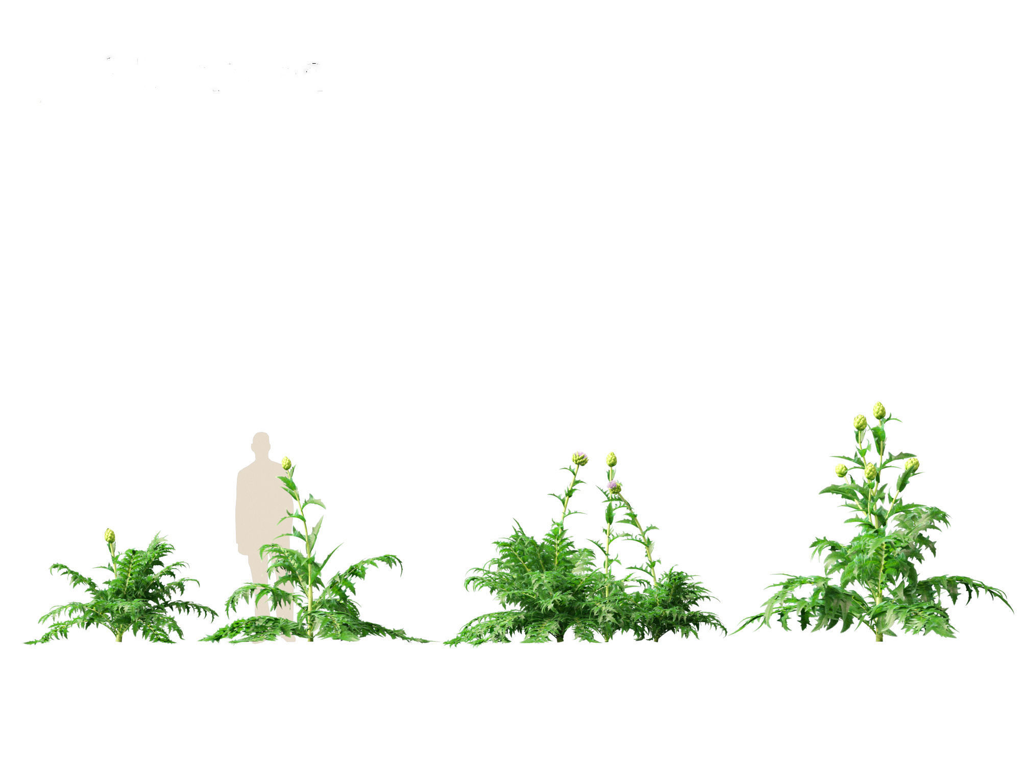 Cynara scolymus - globe artichoke 3D model_10