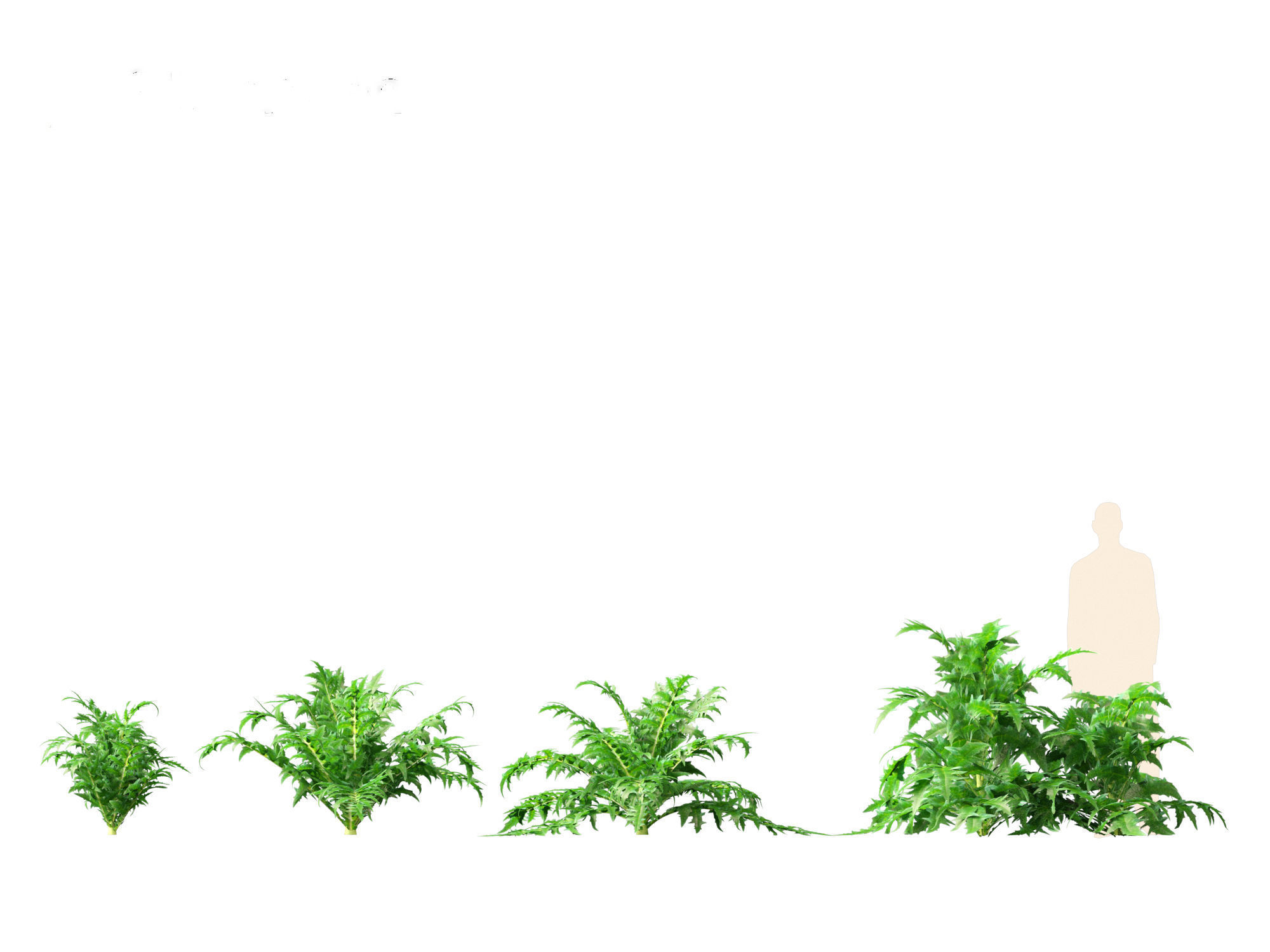 Cynara scolymus - globe artichoke 3D model_8