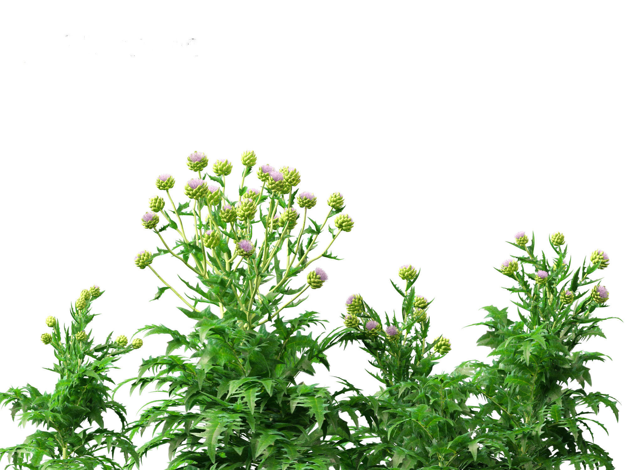 Cynara scolymus - globe artichoke 3D model_14