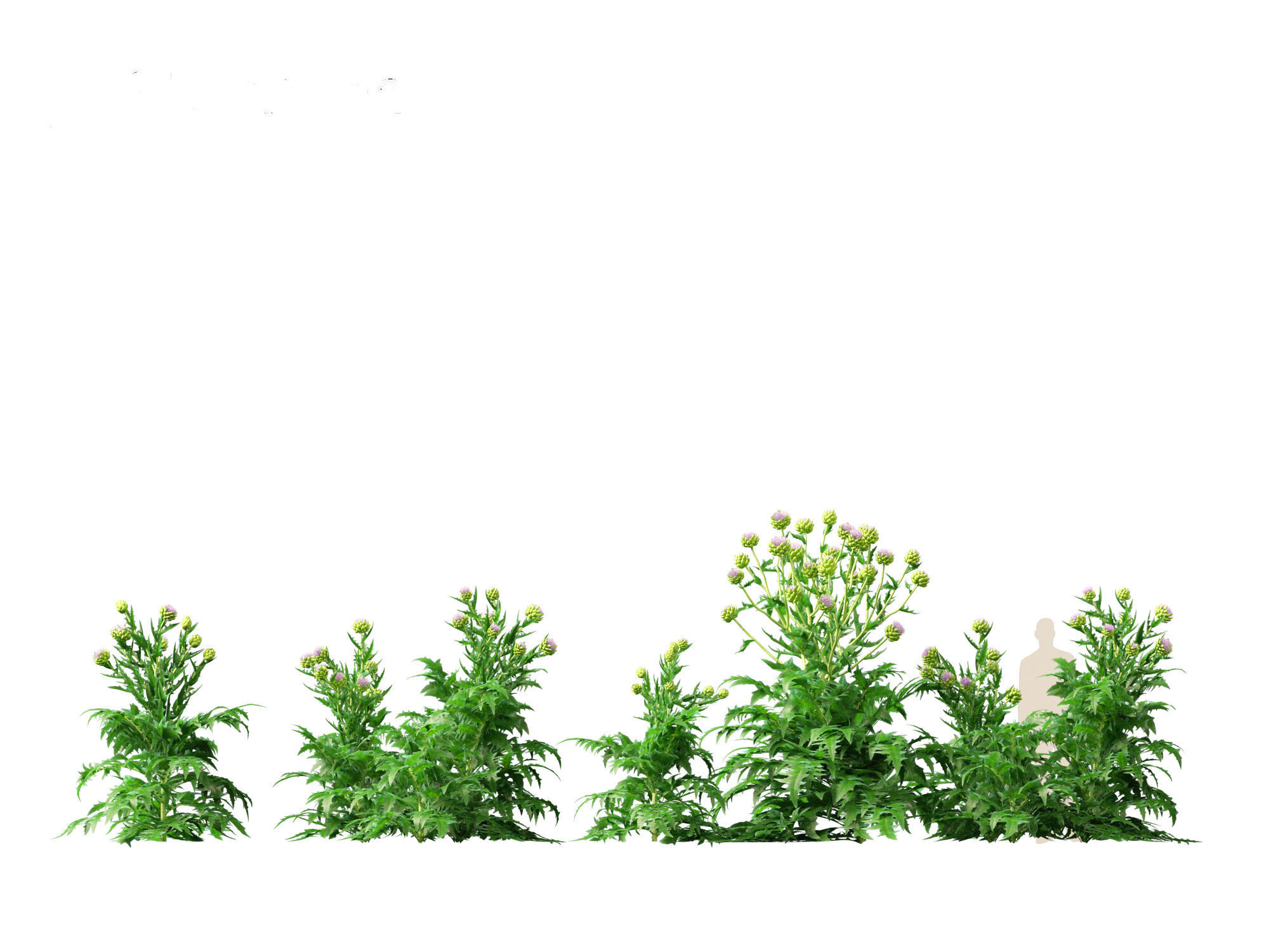 Cynara scolymus - globe artichoke 3D model_13