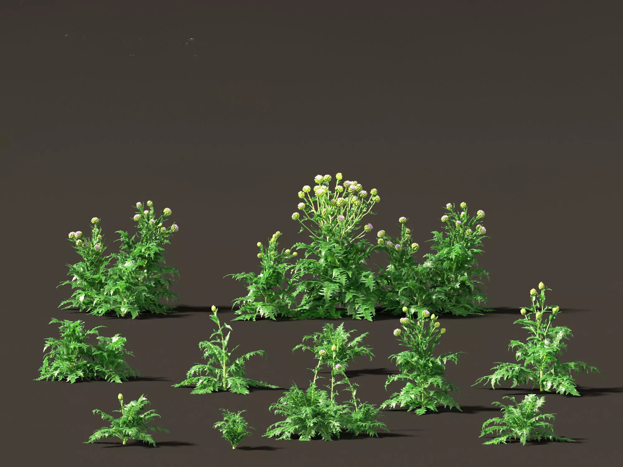 Cynara scolymus - globe artichoke 3D model_0