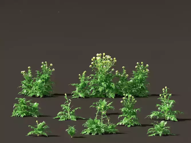 Cynara scolymus - globe artichoke