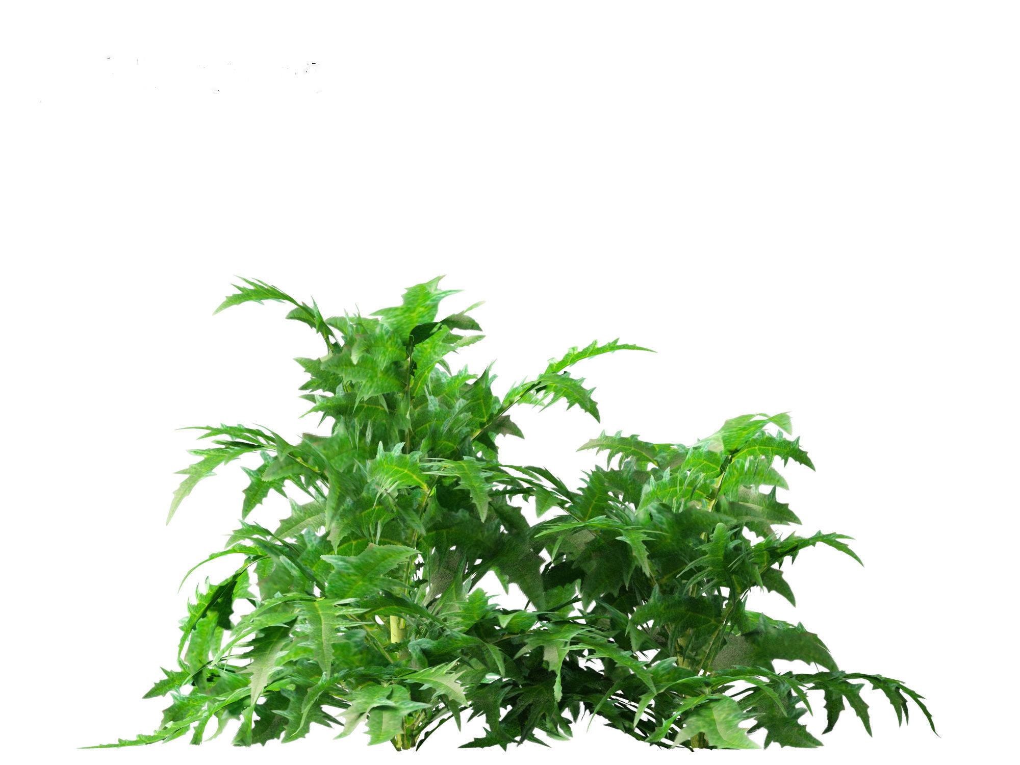 Cynara scolymus - globe artichoke 3D model_5