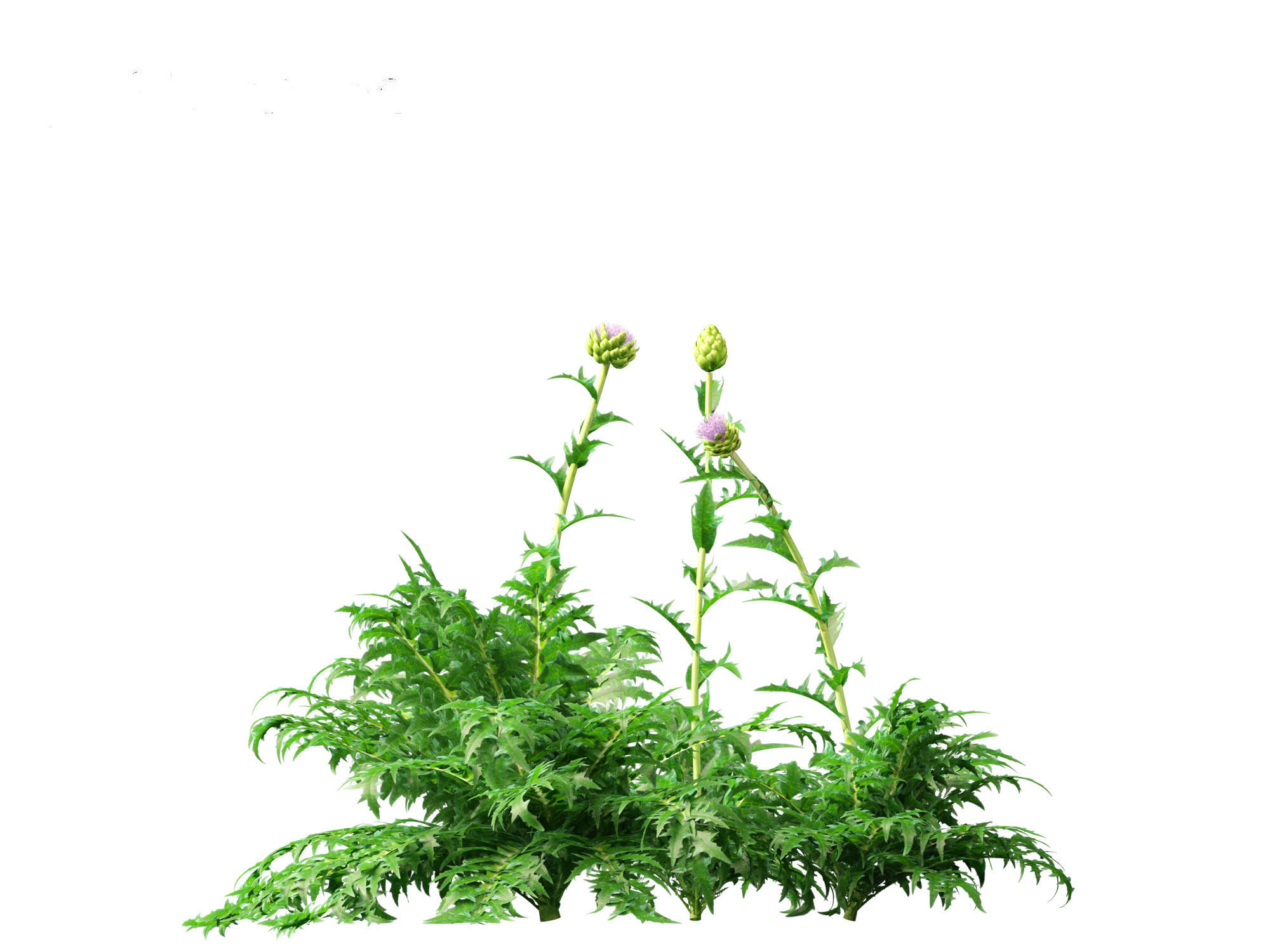 Cynara scolymus - globe artichoke 3D model_4