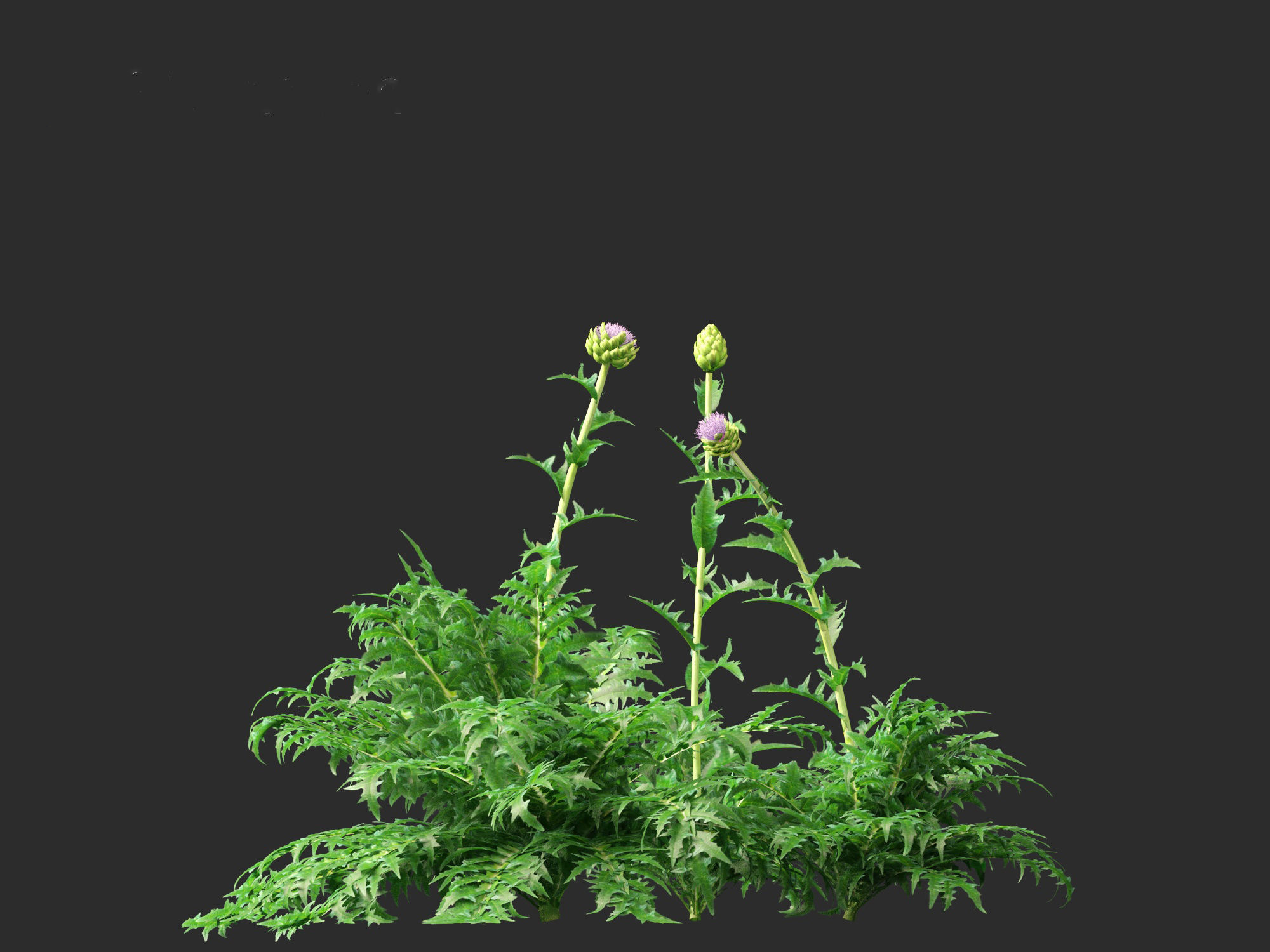 Cynara scolymus - globe artichoke 3D model_3