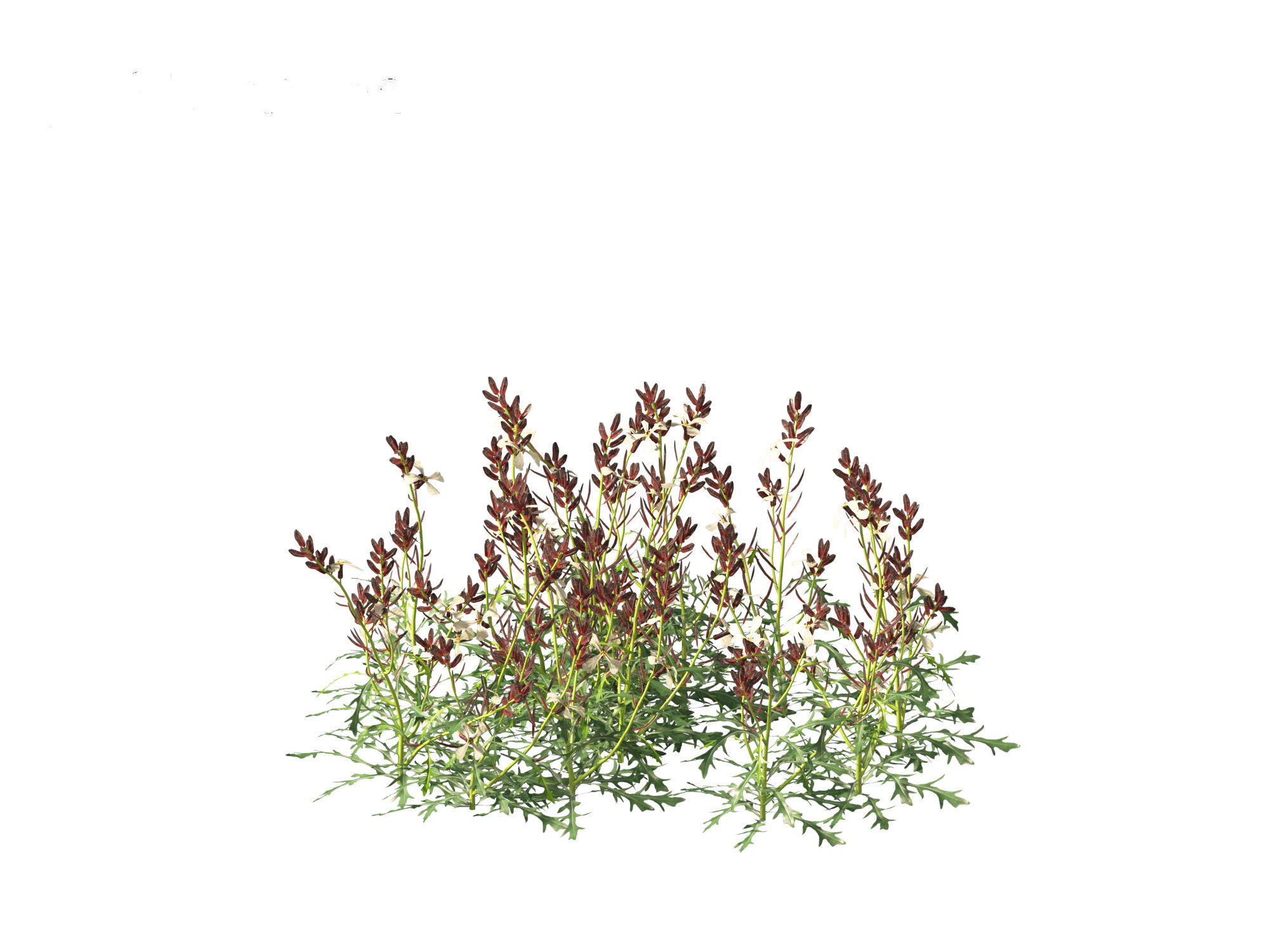 Eruca vesicaria - Arugula 3D model_4