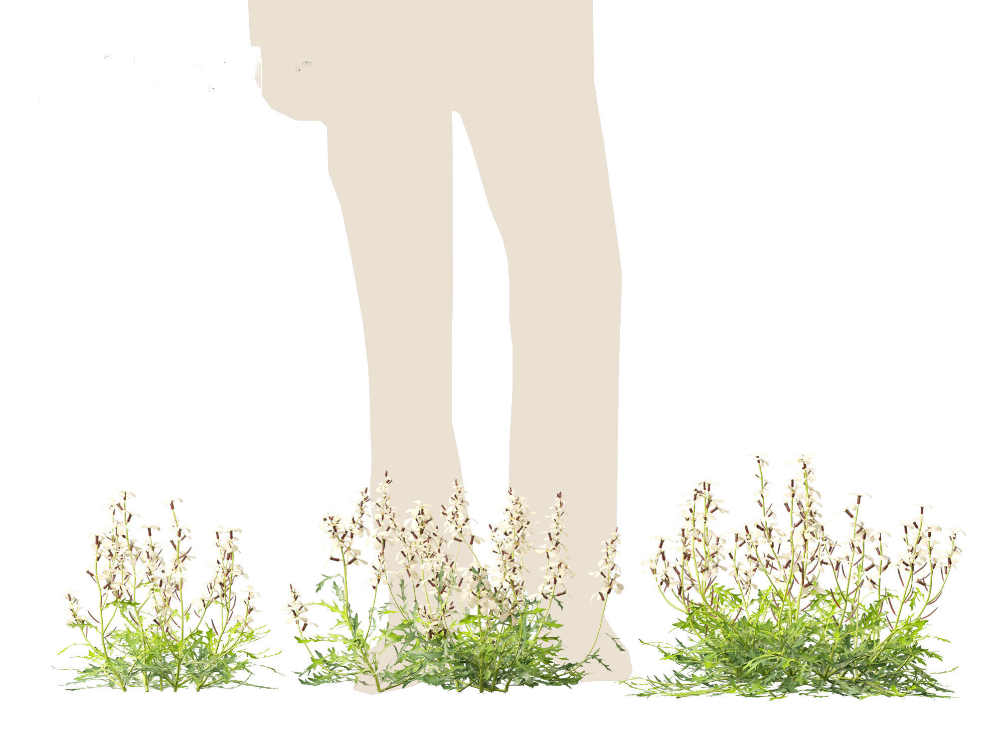 Eruca vesicaria - Arugula 3D model_10