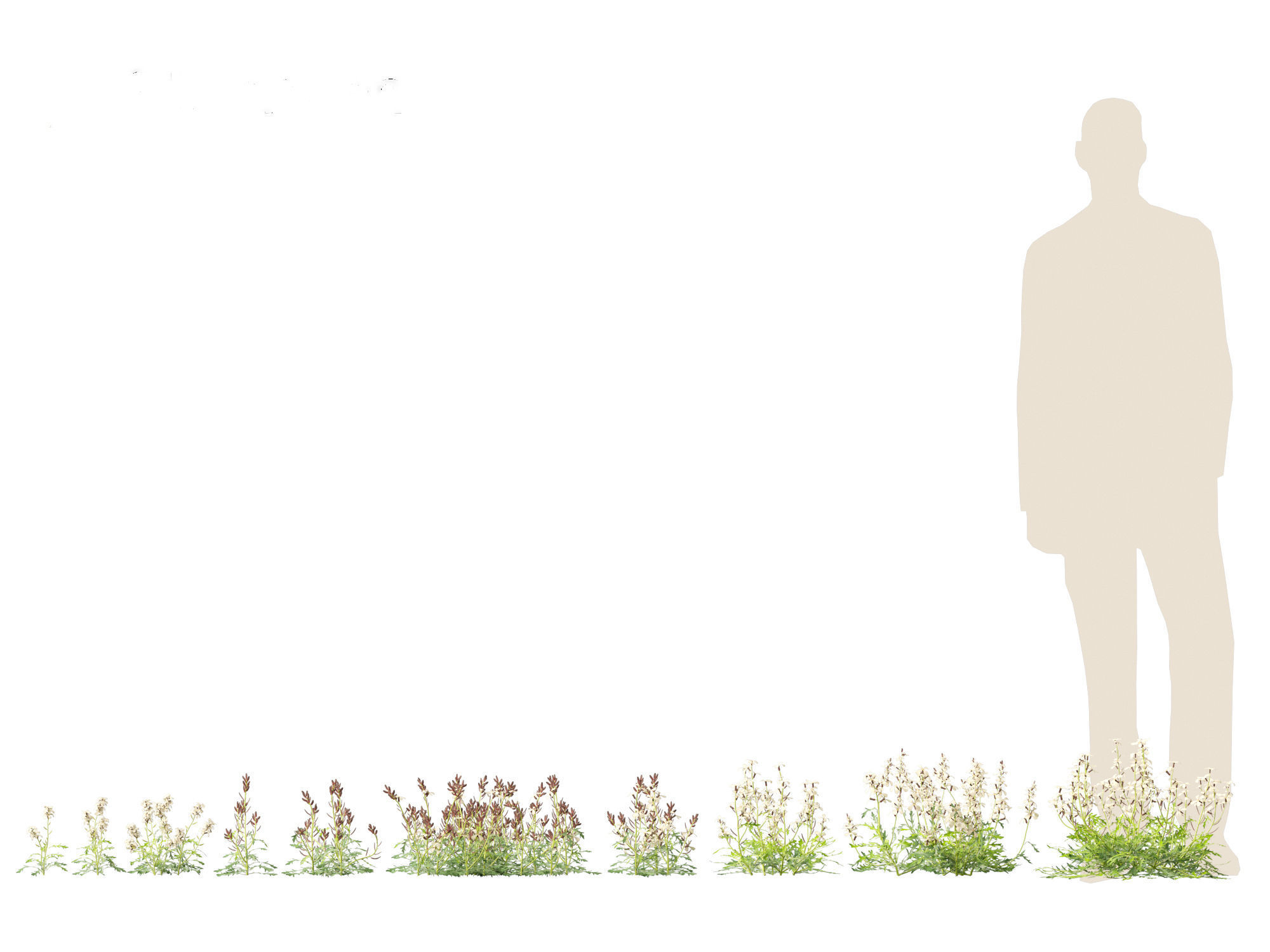 Eruca vesicaria - Arugula 3D model_1