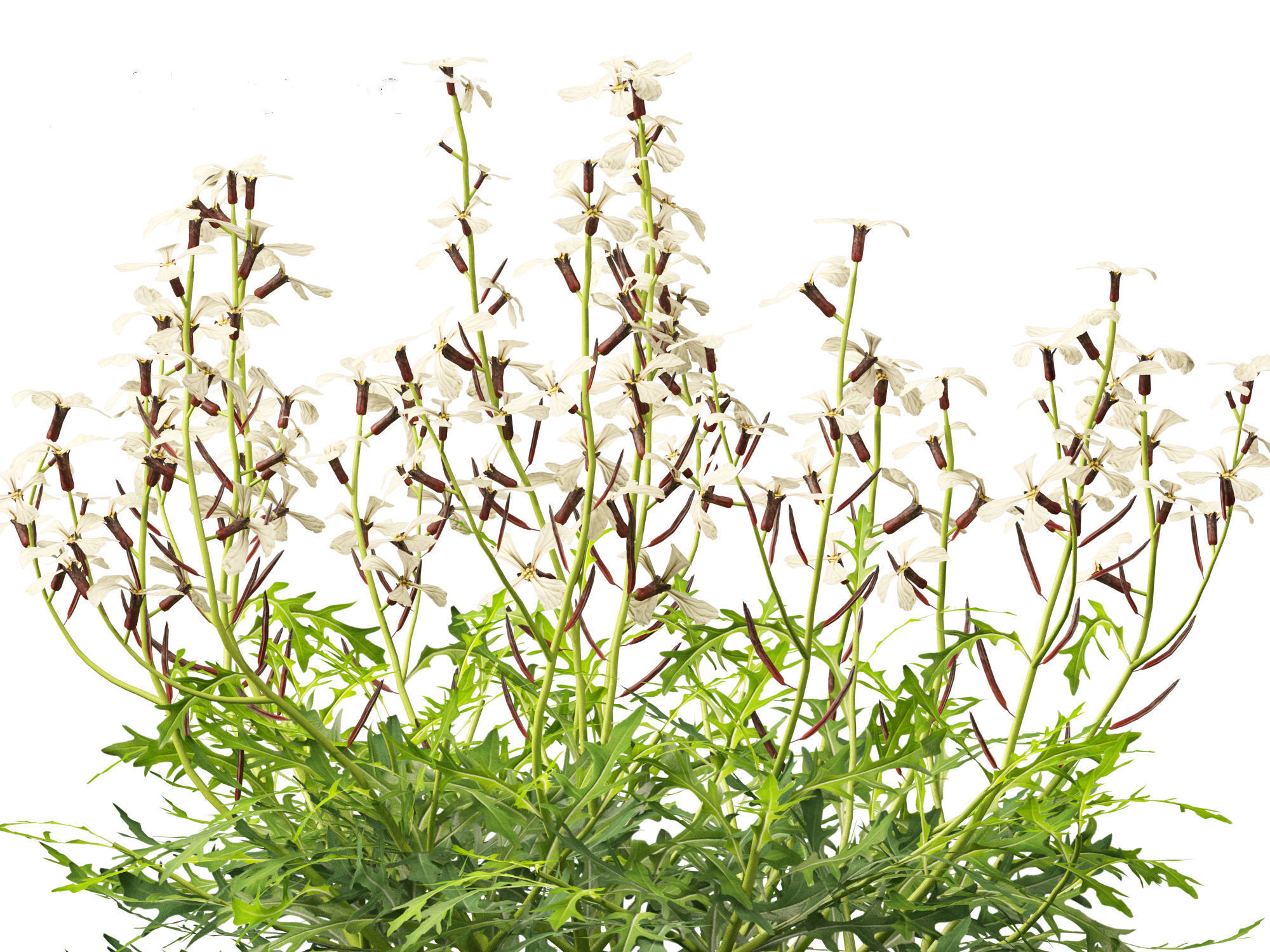 Eruca vesicaria - Arugula 3D model_3