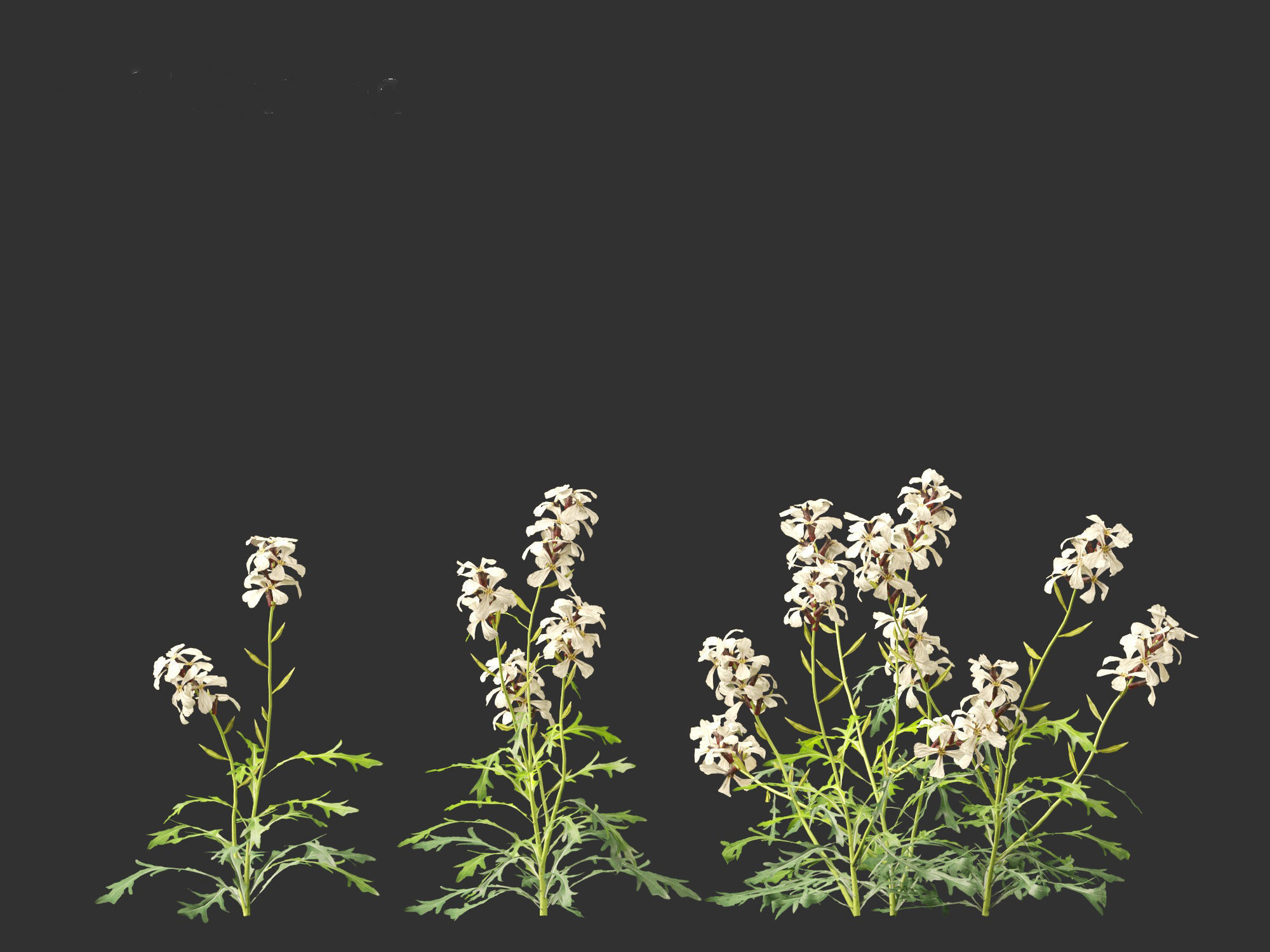 Eruca vesicaria - Arugula 3D model_7