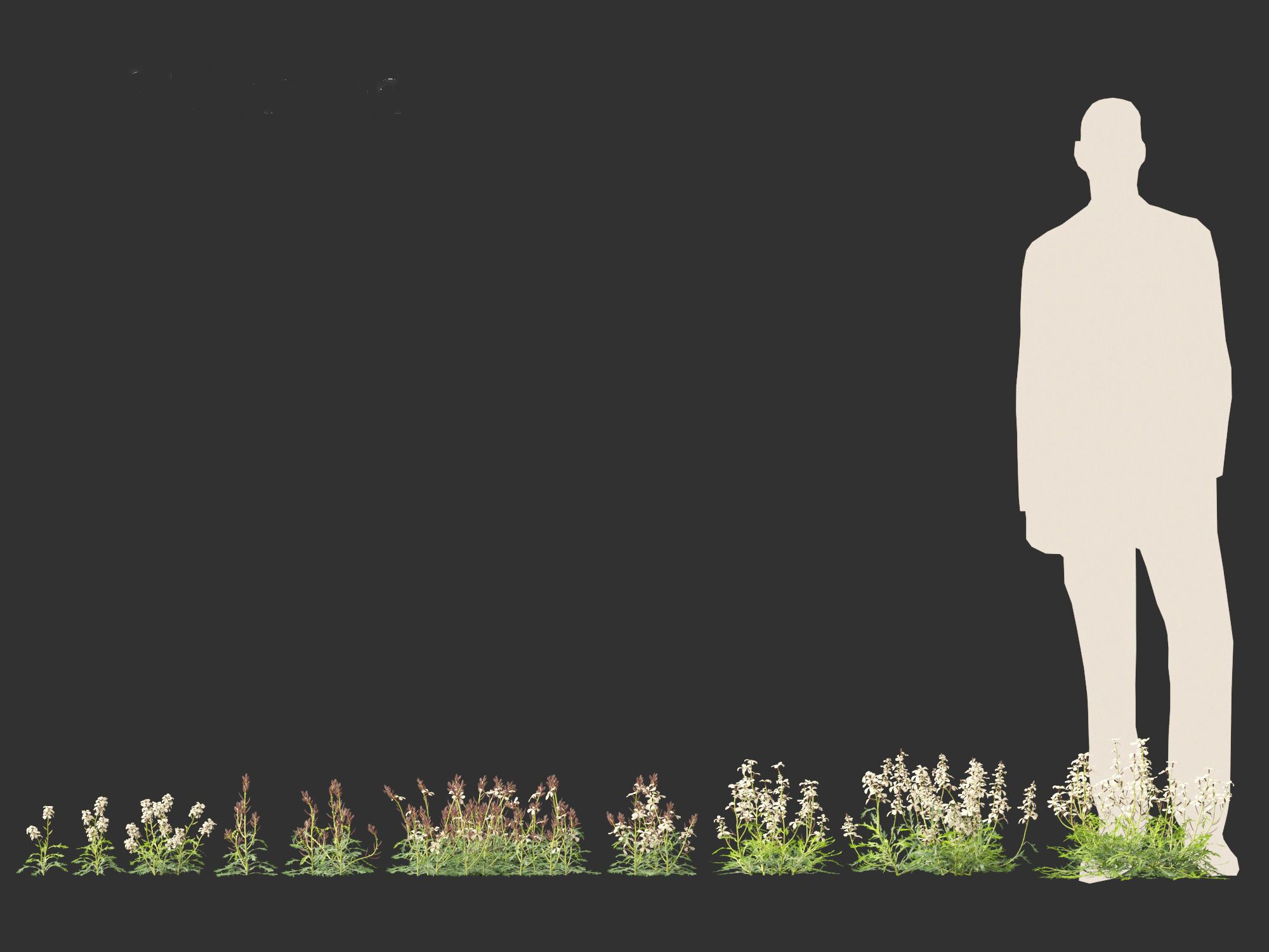 Eruca vesicaria - Arugula 3D model_5