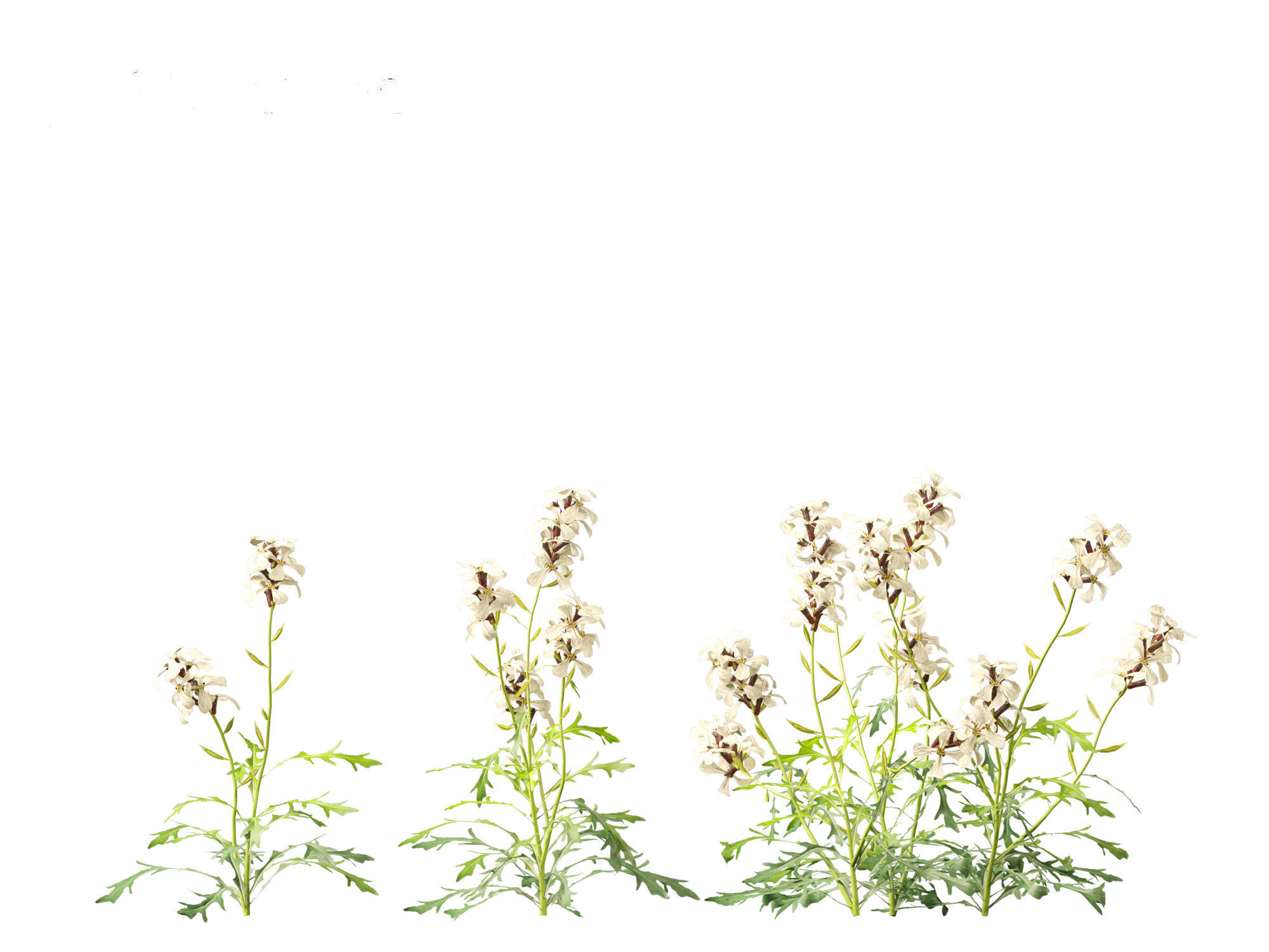 Eruca vesicaria - Arugula 3D model_6