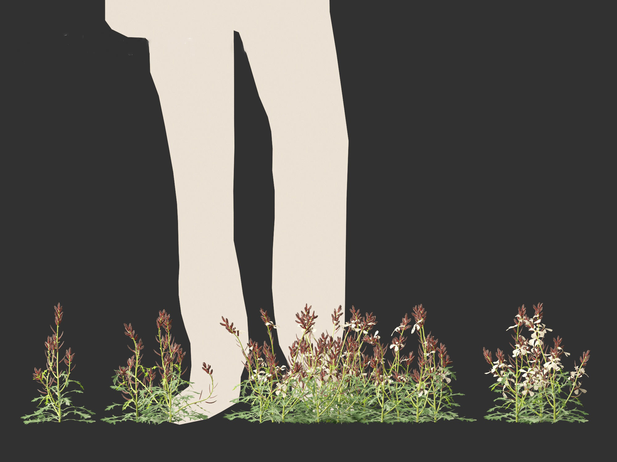 Eruca vesicaria - Arugula 3D model_9