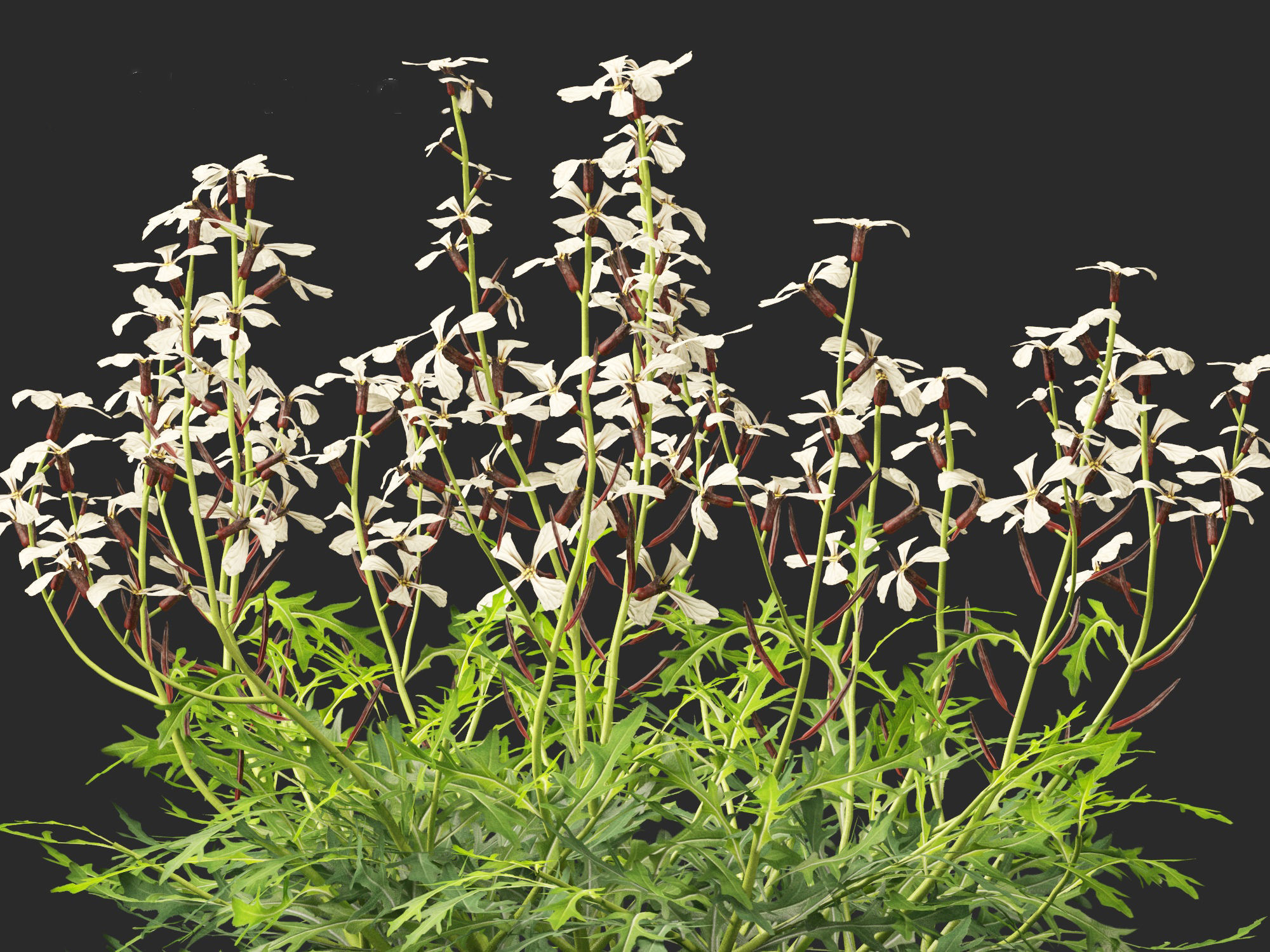 Eruca vesicaria - Arugula 3D model_2