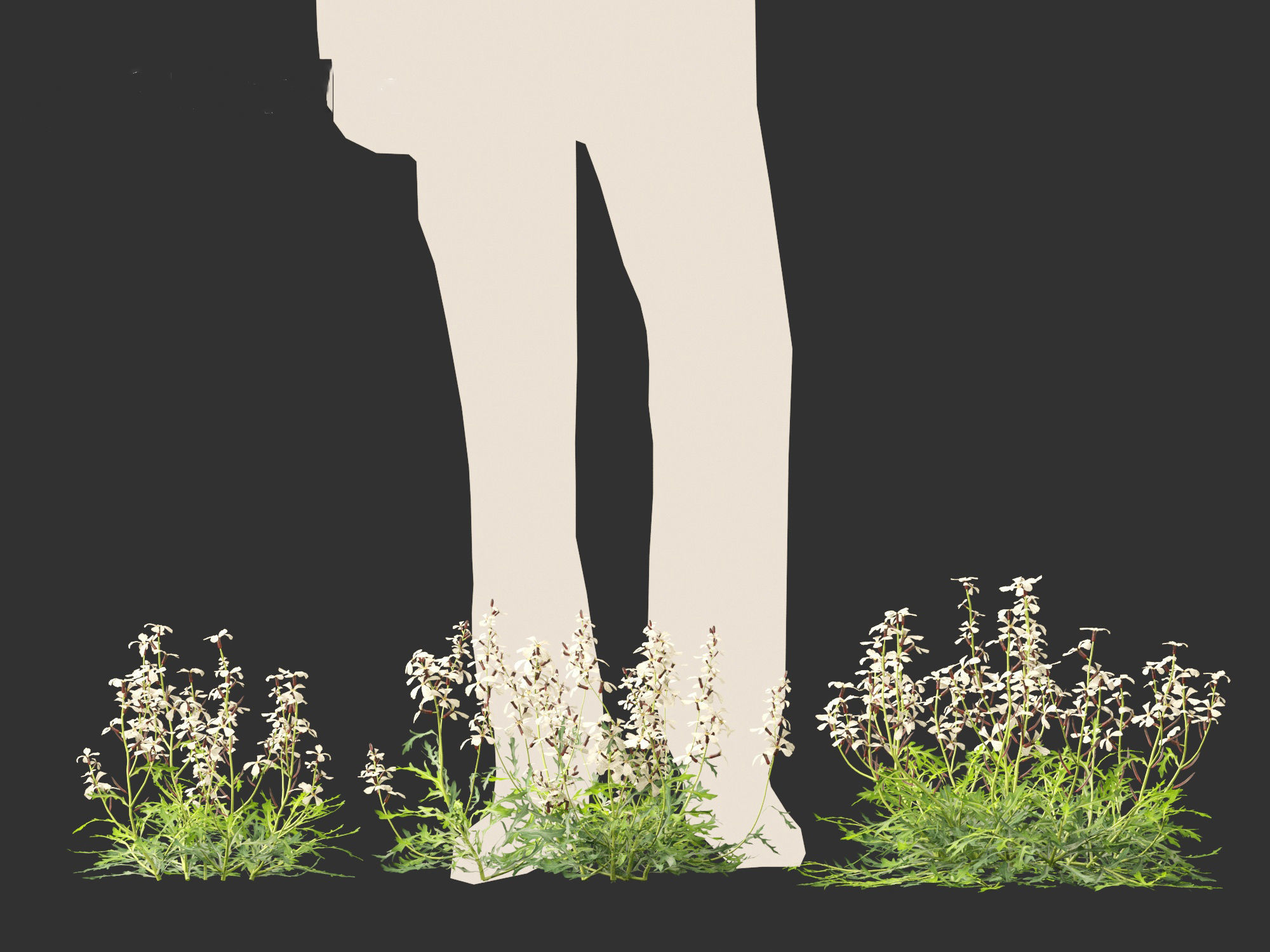 Eruca vesicaria - Arugula 3D model_11