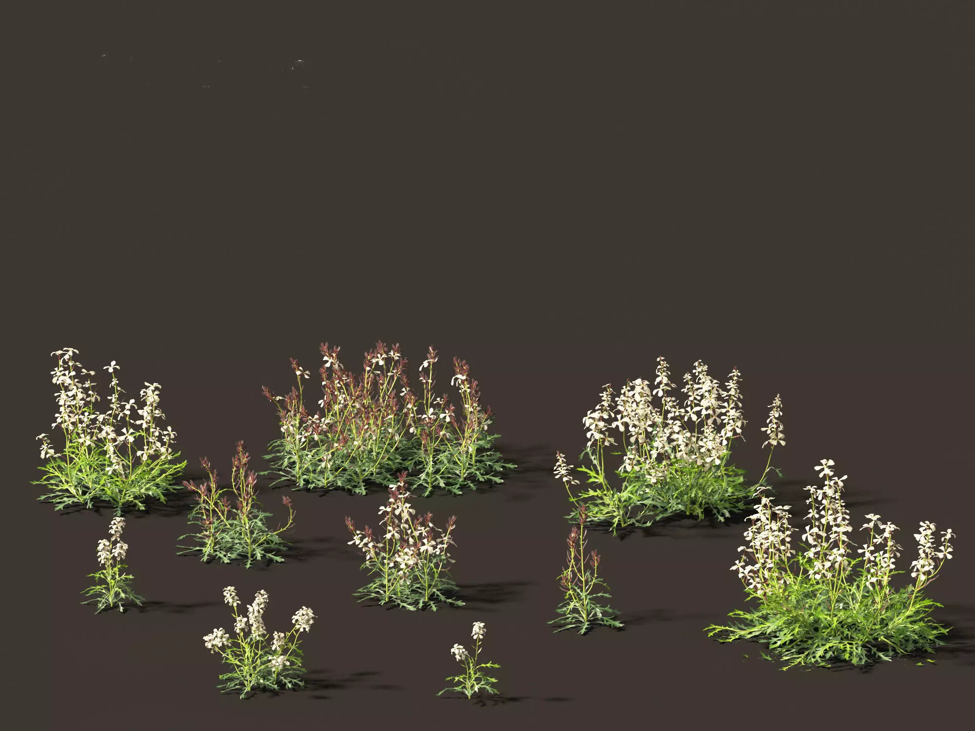 Eruca vesicaria - Arugula 3D model_0