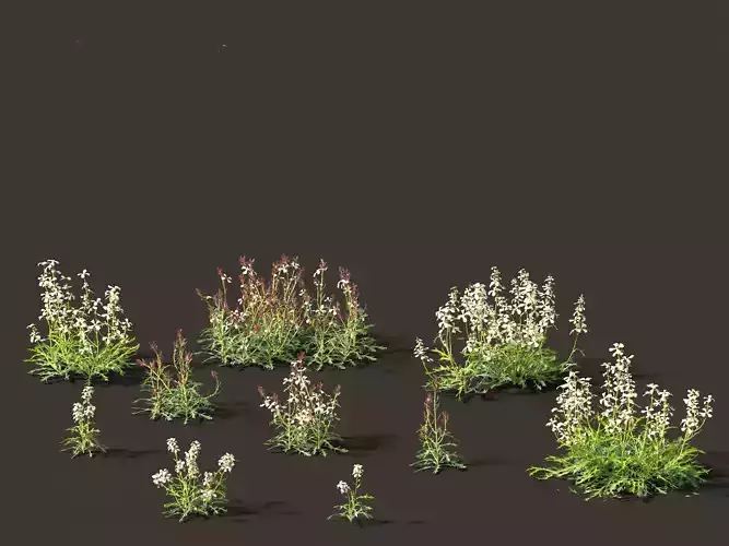 Eruca vesicaria - Arugula 3D model
