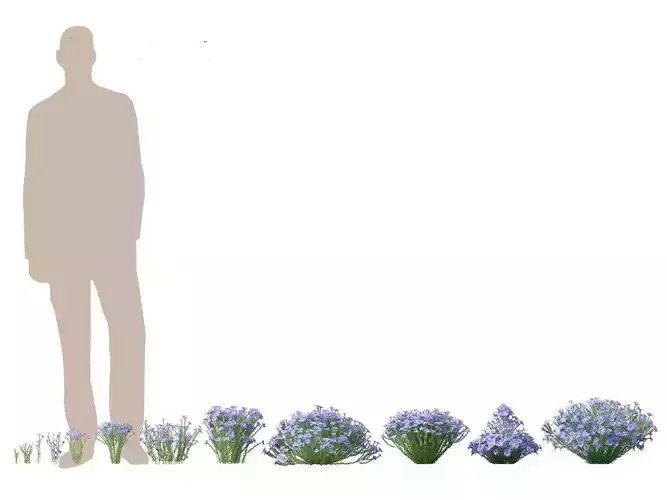 Flax - Linum usitatissimum